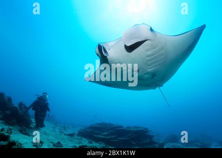 Taucher beobachten Riff Manta Rochen (Mobula alfredi), Great Barrier Reef, UNESCO-Weltkulturerbe, Korallenmeer, Pazifik, Australien Stockfoto