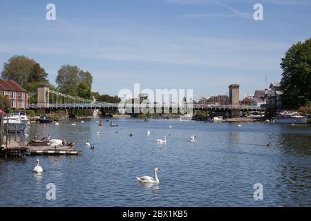 Schwäne an der Themse in Marlow, Buckinghamshire, Großbritannien Stockfoto