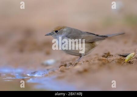 Weibliche Eurasischen mönchsgrasmücke (Sylvia atricapilla) Trinkwasser in einem ökologischen Garten Stockfoto