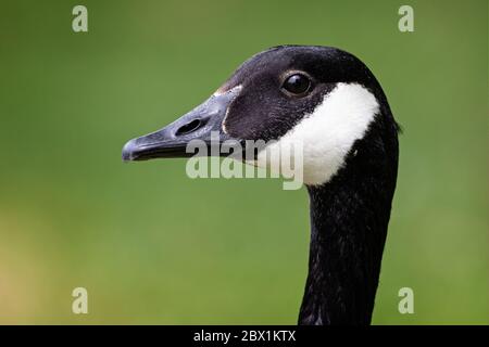 Auffällige Nahaufnahme des Kopfes der erwachsenen Canada Goose - Seitenansicht - in Wiltshire, England Stockfoto