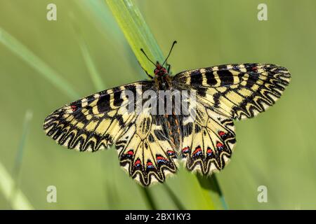 Südliche Schmetterlinge (Zerynthia polyxena), die in der Morgensonne auf Gras ruht in der Toskana, Italien, April. Stockfoto