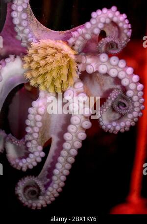 Berlin, Deutschland. Juni 2020. Octopus 'Manfred' hält einen Pinsel in seinen Tentakeln im AquaDom & SEA LIFE Berlin. Zur Wiedereröffnung der Unterwasserwelt am 06.06.2020 werden die Glasscheiben der Aquarien, Fensterflächen und Becken gereinigt. Quelle: Britta Pedersen/dpa-Zentralbild/dpa/Alamy Live News Stockfoto