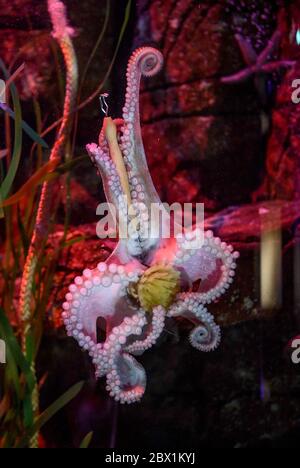 Berlin, Deutschland. Juni 2020. Octopus 'Manfred' hält einen Pinsel in seinen Tentakeln im AquaDom & SEA LIFE Berlin. Zur Wiedereröffnung der Unterwasserwelt am 06.06.2020 werden die Glasscheiben der Aquarien, Fensterflächen und Becken gereinigt. Quelle: Britta Pedersen/dpa-Zentralbild/dpa/Alamy Live News Stockfoto