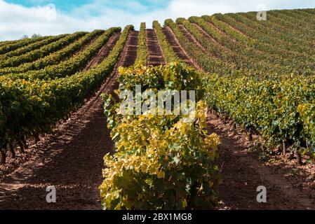 Weinberge im Oktober, La Rioja, Spanien Stockfoto