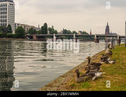 Wilde Enten auf dem Fluss. Brücke über den Main in Frankfurt. Stadtarchitektur in Deutschland. Spazieren Sie und entspannen Sie am Wasser. Wolkiger Himmel. Stockfoto