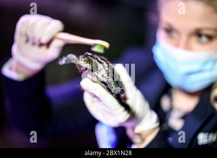 Berlin, Deutschland. Juni 2020. Daphne Aderkast, reinigt die europäischen Teichschildkröten mit einer Zahnbürste. Zur Wiedereröffnung der Unterwasserwelt am 06.06.2020 werden die Glasscheiben der Aquarien, Fensterflächen und Becken gereinigt. Quelle: Britta Pedersen/dpa-Zentralbild/dpa/Alamy Live News Stockfoto