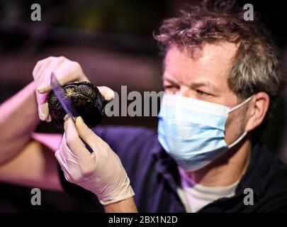 Berlin, Deutschland. Juni 2020. Martin Hänsel, Aquarianer und Biologe, misst die europäischen Teichschildkröten. Zur Wiedereröffnung der Unterwasserwelt am 06.06.2020 werden die Glasscheiben der Aquarien, Fensterflächen und Becken gereinigt. Quelle: Britta Pedersen/dpa-Zentralbild/dpa/Alamy Live News Stockfoto