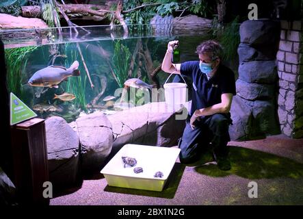 Berlin, Deutschland. Juni 2020. Martin Hänsel, Aquarianer und Biologe, wiegt die europäischen Teichschildkröten. Zur Wiedereröffnung der Unterwasserwelt am 06.06.2020 werden die Glasscheiben der Aquarien, Fensterflächen und Becken gereinigt. Quelle: Britta Pedersen/dpa-Zentralbild/dpa/Alamy Live News Stockfoto