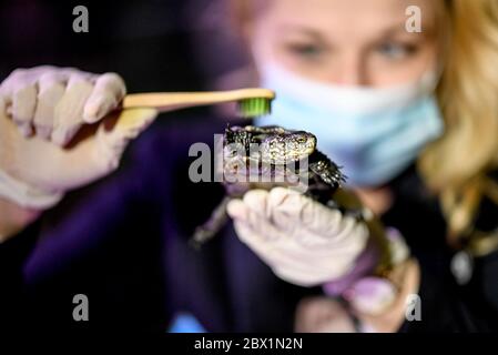 Berlin, Deutschland. Juni 2020. Daphne Aderkast, reinigt die europäischen Teichschildkröten mit einer Zahnbürste. Zur Wiedereröffnung der Unterwasserwelt am 06.06.2020 werden die Glasscheiben der Aquarien, Fensterflächen und Becken gereinigt. Quelle: Britta Pedersen/dpa-Zentralbild/dpa/Alamy Live News Stockfoto