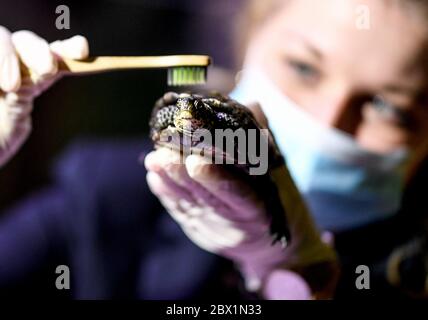 Berlin, Deutschland. Juni 2020. Daphne Aderkast, reinigt die europäischen Teichschildkröten mit einer Zahnbürste. Zur Wiedereröffnung der Unterwasserwelt am 06.06.2020 werden die Glasscheiben der Aquarien, Fensterflächen und Becken gereinigt. Quelle: Britta Pedersen/dpa-Zentralbild/dpa/Alamy Live News Stockfoto