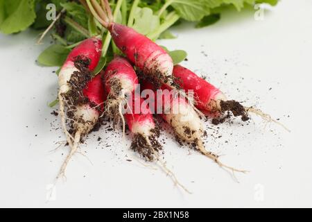 Raphanus sativus. Ein Haufen 'French Breakfast' Radieschen auf Weiß. GROSSBRITANNIEN Stockfoto