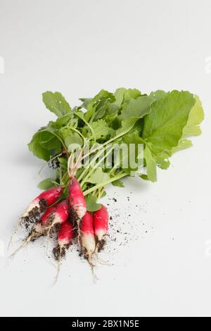 Raphanus sativus. Ein Haufen 'French Breakfast' Radieschen auf Weiß. GROSSBRITANNIEN Stockfoto