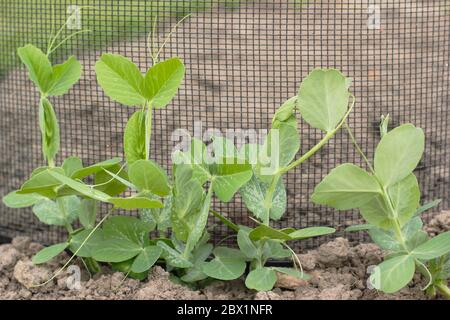 Pisum sativum 'Kelvedon Wonder'. Junge Erbsenpflanzen wachsen Netzstützen in einem heimischen Gemüsegarten. GROSSBRITANNIEN Stockfoto