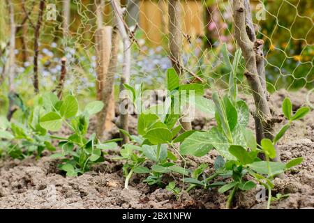 Pisum sativum 'Kelvedon Wonder'. Junge Erbsenpflanzen wachsen Zweig und Netz unterstützt in einem heimischen Gemüsegarten. GROSSBRITANNIEN Stockfoto