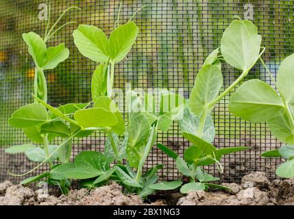 Pisum sativum 'Kelvedon Wonder'. Junge Erbsenpflanzen wachsen Netzstützen in einem heimischen Gemüsegarten. GROSSBRITANNIEN Stockfoto