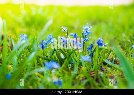 Kleine blaue Blüten wachsen im Gras an einem hellen sonnigen Tag auf einem verschwommenen Hintergrund Stockfoto