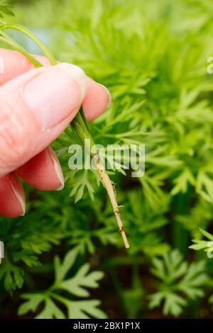 Daucus carota subsp. Sativus. Ausdünnender Karotten-Sämling 'Harlequin Mixed'. Stockfoto