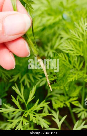 Daucus carota subsp. Sativus. Ausdünnender Karotten-Sämling 'Harlequin Mixed'. Stockfoto