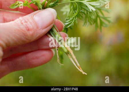 Daucus carota subsp. Sativus. Ausdünnender Karotten-Sämling 'Harlequin Mixed'. Stockfoto