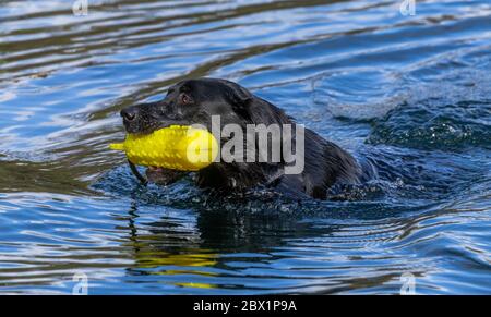 Ein schwarzer labrador Retriever schwimmend, während er einen Schützenhund Dummy hält. Stockfoto