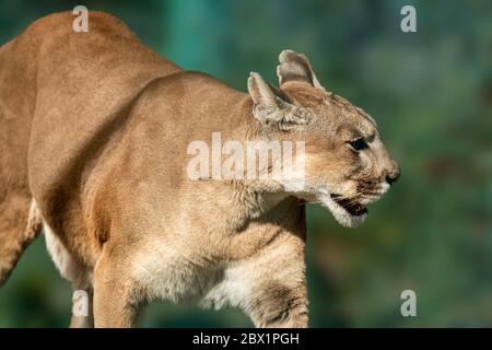 Cougar große starke wilde Katze Tier zu Fuß in natürlichen grünen Umgebung Nahaufnahme mit verschwommenem Hintergrund Stockfoto