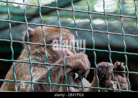 Makaken Affen hinter Metall Zaun und freuen uns in Zoo Nahaufnahme traurige Porträt mit verschwommenem Hintergrund Stockfoto