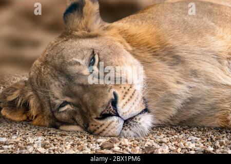 Löwenweibchen, schläfrige Löwinnen Kopf close-up, auf kleinen Kieselsteinen mit sonnigen verschwommenen Hintergrund. Wilde Tiere, große Katze Stockfoto