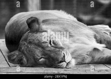 Löwenfrau, die auf Holzboden im Zoo schläft, mit verschwommenem Hintergrund. Graustufen Stockfoto