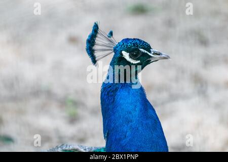 Blauer Pfauenvogel männlicher Pfauenkopf mit langen fächerähnlichen Wappenfedern anmutiges Porträt auf verschwommenem Hintergrund Stockfoto
