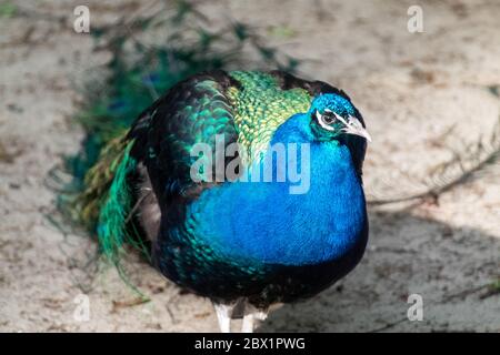 Blauer Pfauenvogel männlicher Pfau mit langen fächerartigen Wappenfedern mit bunten Augenmuschel geht anmutig auf verschwommenem Hintergrund Stockfoto