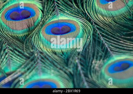 Blau Pfauenvogel Männchen Pfau lange Fan-like Wappen Federn mit bunten Augentönen Muster Makro Stockfoto