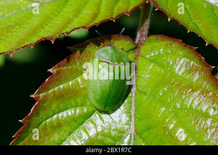 Garten der grünen Schildkrötenkäfer (Cassida viridis), Großbritannien Stockfoto