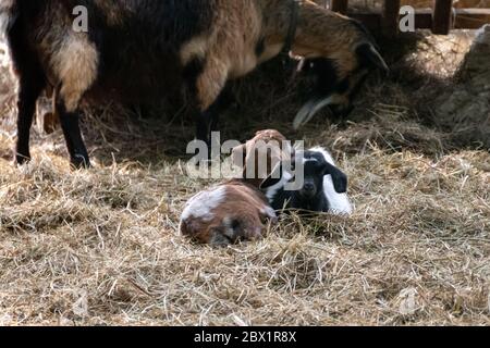 Zwei niedliche Ziegen sitzen auf Strohbettwäsche in einem Tierhof Stockfoto