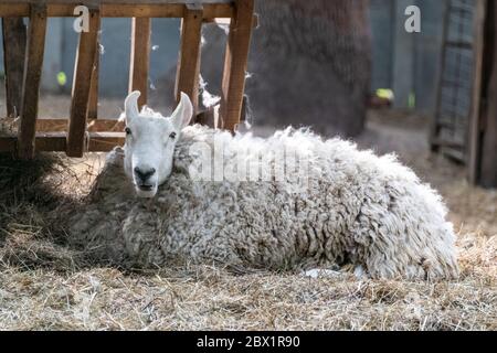 Weiße flauschige Schafe ruhen im Heu in der Nähe von Futterhäuschen auf dem Bauernhof. Haustiere legen sich nieder Stockfoto