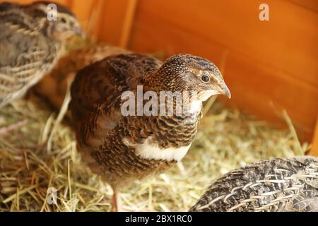 Nahaufnahme einer schönen jungen japanischen Wachtel im Sonnenlicht, stehend auf Heu Stockfoto