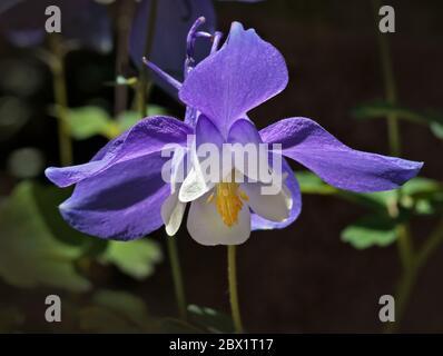 Aquilegia Frühlingszauber Stockfoto