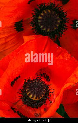 Wunderschön lebendige riesige Mohn Blumen wachsen zusammen. Nahaufnahme von Details. Stockfoto