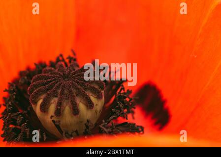 Wunderschöne lebendige riesige Mohnblume. Nahaufnahme von Details. Stockfoto