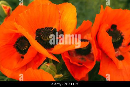 Wunderschön lebendige riesige Mohn Blumen wachsen zusammen. Stockfoto