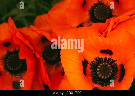 Wunderschön lebendige riesige Mohn Blumen wachsen zusammen. Stockfoto