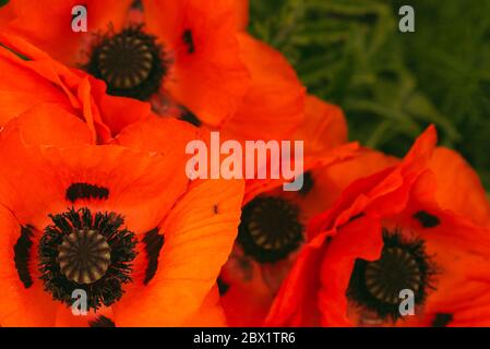 Wunderschön lebendige riesige Mohn Blumen wachsen zusammen. Stockfoto