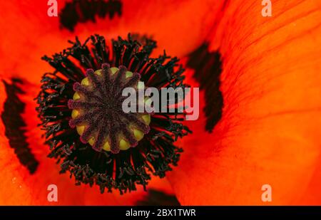 Wunderschöne lebendige riesige Mohnblume. Nahaufnahme von Details. Stockfoto