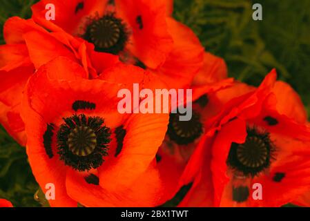 Wunderschön lebendige riesige Mohn Blumen wachsen zusammen. Stockfoto