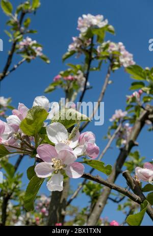 Nahaufnahme von rosa Blüten auf Charles Ross Apfelbaum im Frühjahr gegen hellblauen Himmel England Großbritannien Großbritannien GB Großbritannien Stockfoto