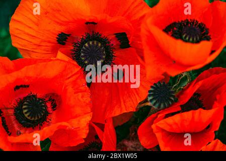 Wunderschön lebendige riesige Mohn Blumen wachsen zusammen. Stockfoto