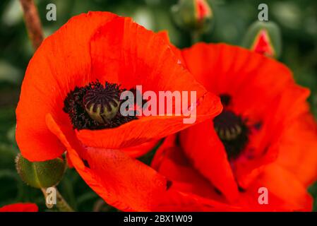 Wunderschön lebendige riesige Mohn Blumen wachsen zusammen. Stockfoto