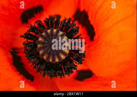 Wunderschöne lebendige riesige Mohnblume. Nahaufnahme von Details. Stockfoto