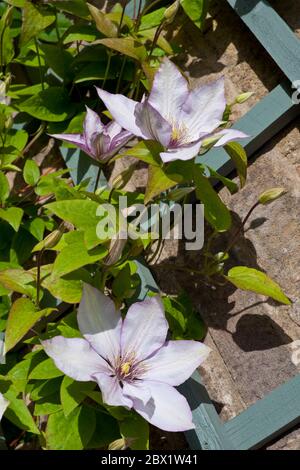 Nahaufnahme der Kletterpflanze Clematis 'Samaritan Jo', die im Frühjahr auf einem Spalierzaun im Garten Blumen blüht England Vereinigtes Königreich Stockfoto