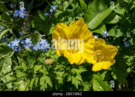 Nahaufnahme von gelben walisischen Mohnblumen und blauen Vergiss mich nicht Blumen, die im Sommer im Garten wachsen England Vereinigtes Königreich GB Großbritannien Stockfoto