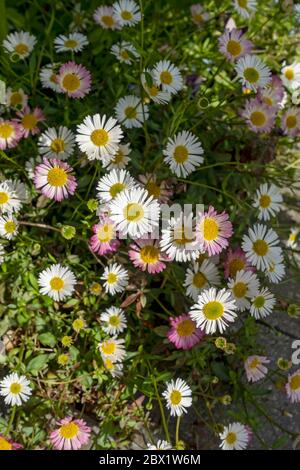 Nahaufnahme von erigeron karvinskianus Asteraceae Gänseblümchenähnliche Blumen von oben, die im Sommer im Garten wachsen England Vereinigtes Königreich GB Großbritannien Stockfoto